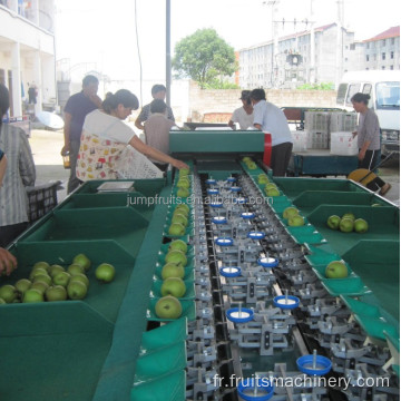 Machine de tri des vis de fruits conçue avec convoyeur